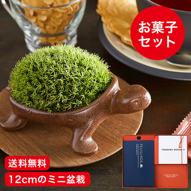 かめ盆栽 モロゾフ お菓子 ギフト セット【包装不可・同梱不可】| 『内祝い』『出産内祝い』